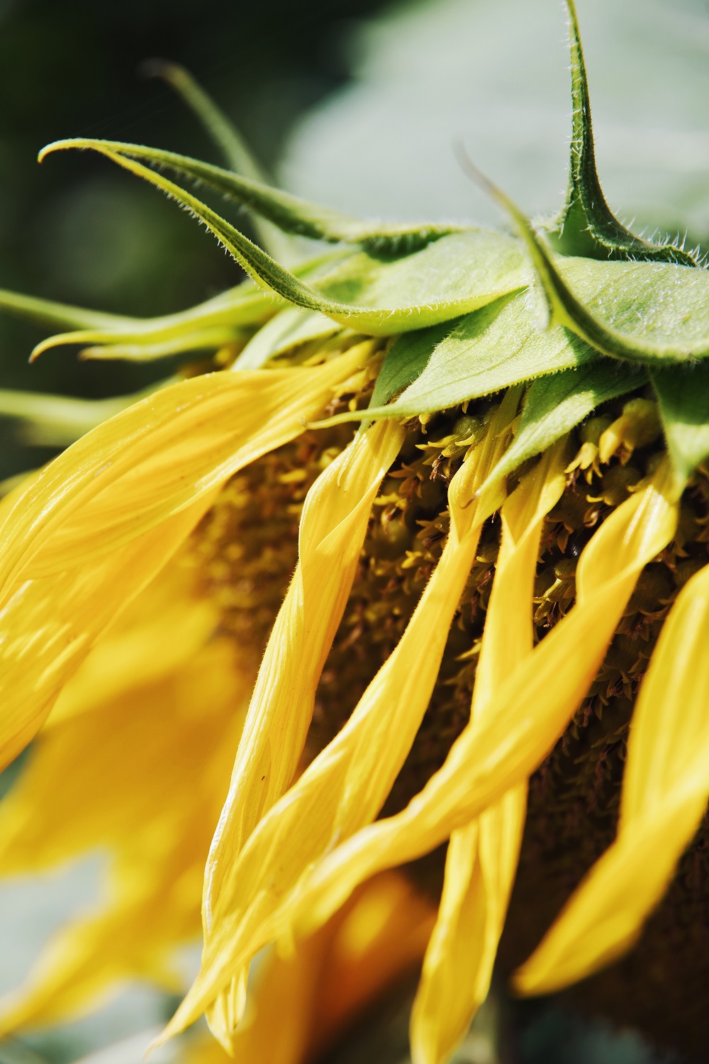 Digital Sunflower Front