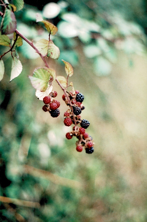 Blackberry