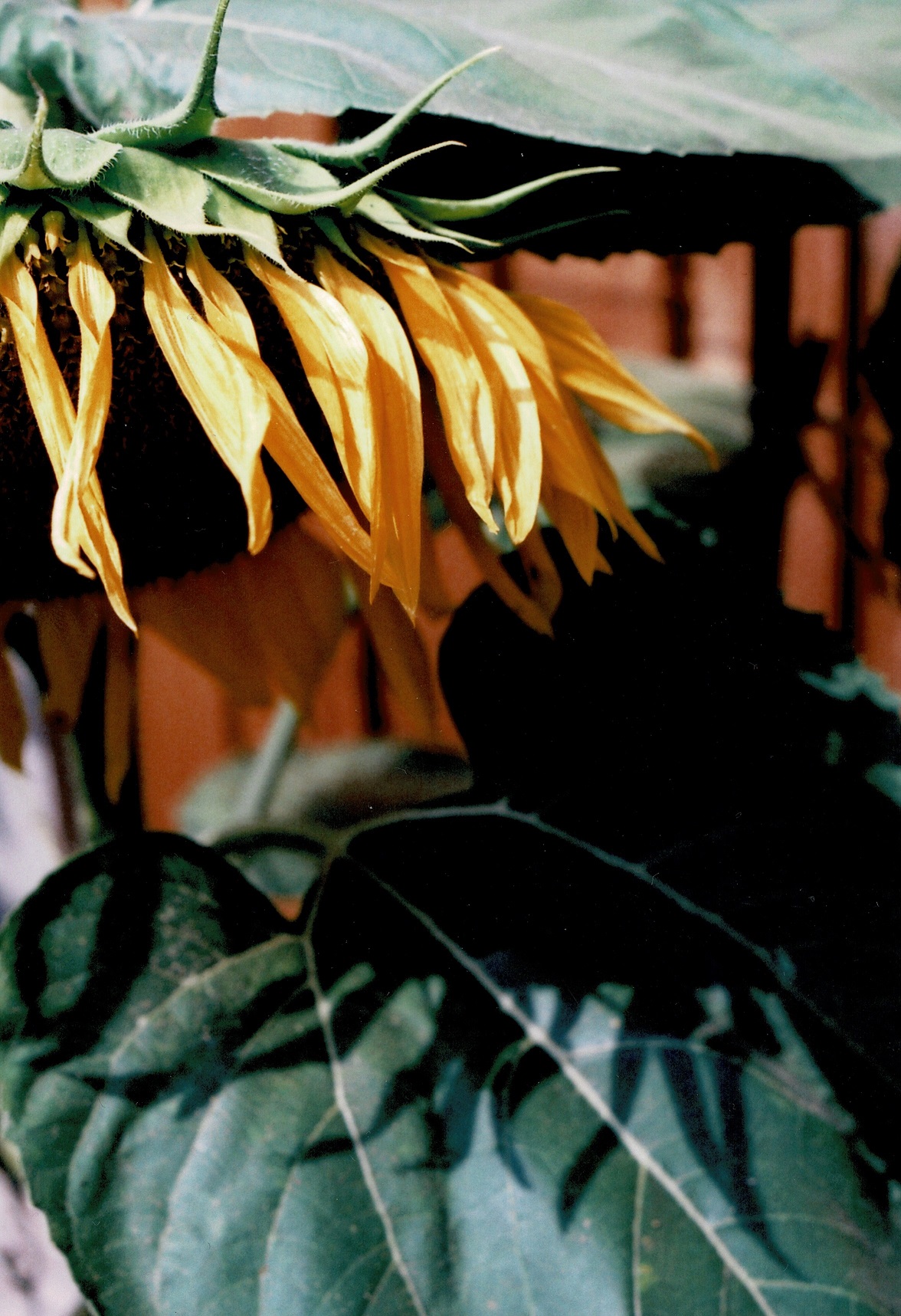 Film Sunflower Front